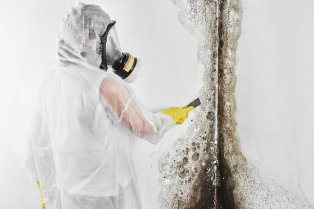 Best Mold Remediation for Specific Building Types in Indian Hills, TX