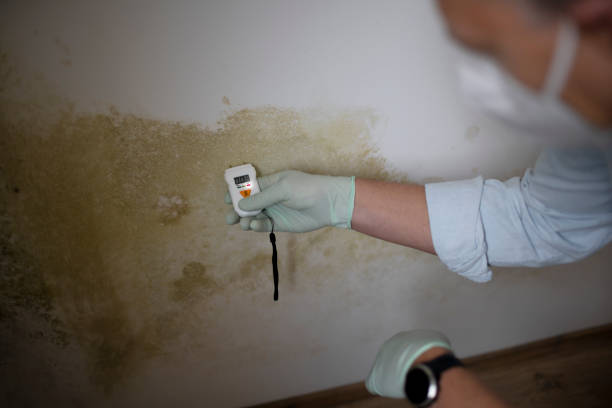 Best Emergency Mold Remediation in Indian Hills, TX