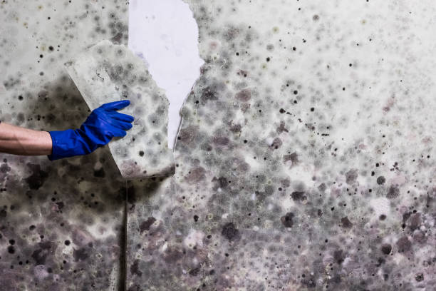 Best Commercial Mold Remediation in Indian Hills, TX